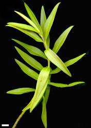 Veronica barkeri. Sprig. Scale = 10 mm.
 Image: M.J. Bayly & A.V. Kellow © Te Papa CC-BY-NC 3.0 NZ